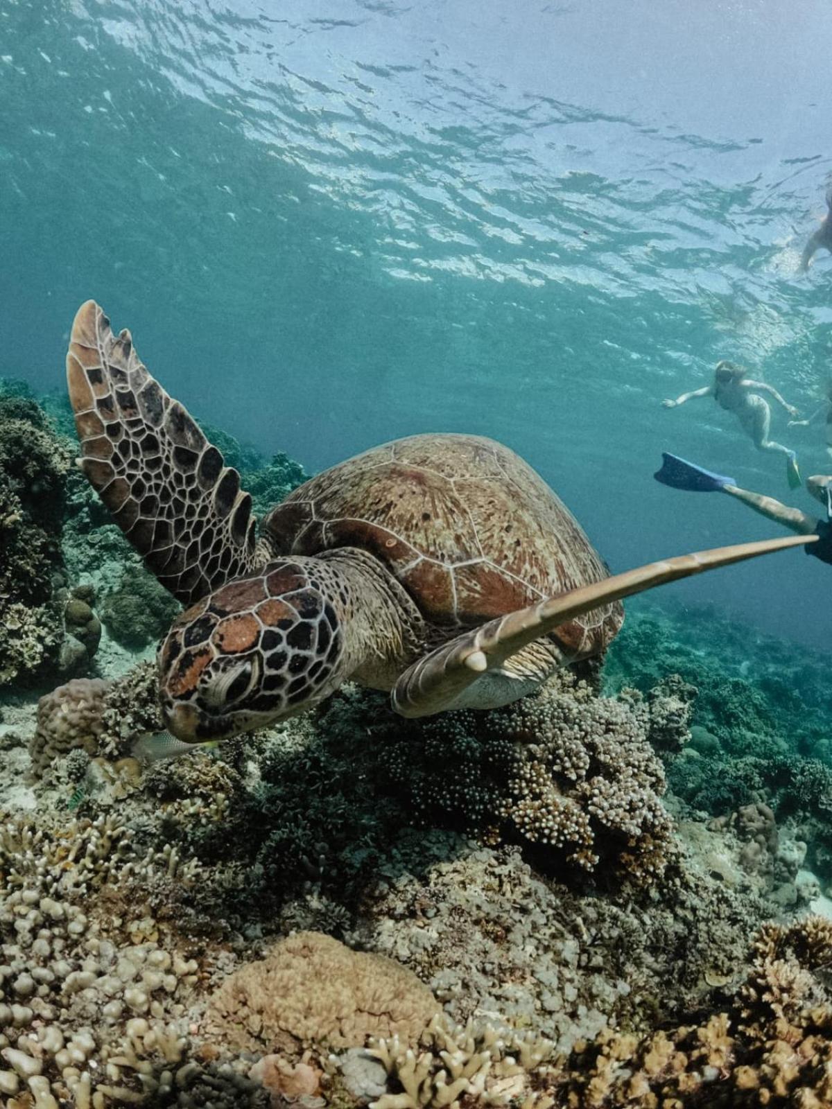 ホテル Tipsea Turtle ギリ・アイル エクステリア 写真